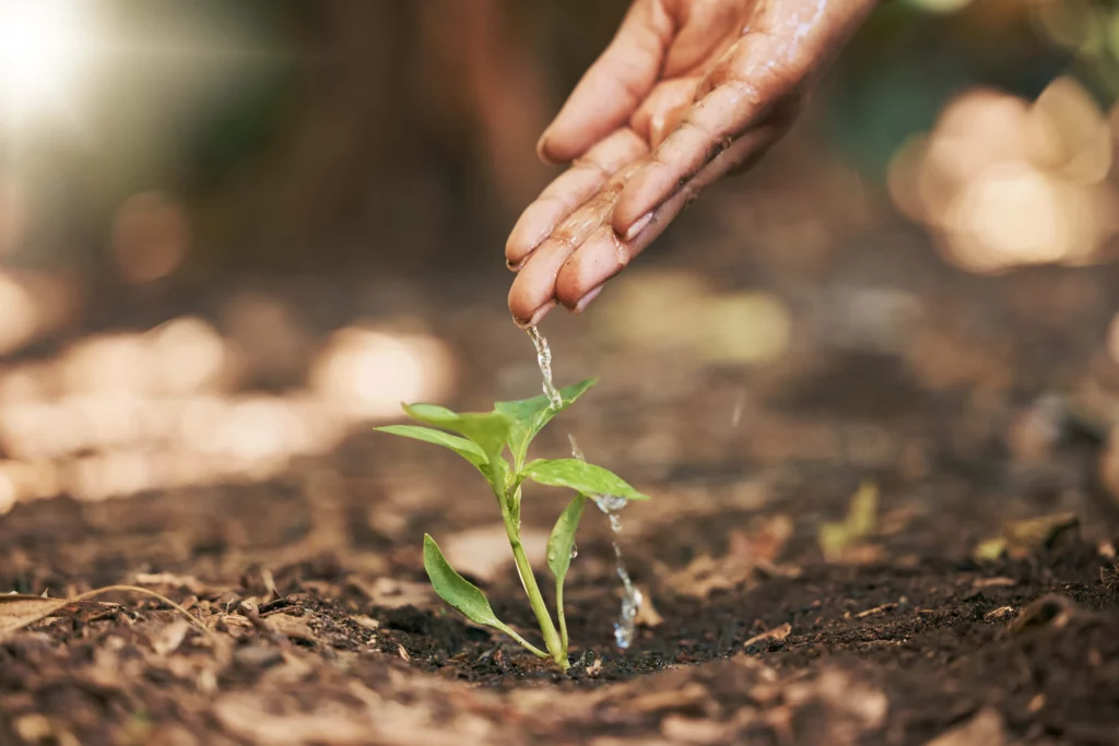 A hand gently waters a small green plant growing in brown soil under sunlight. The background is slightly blurred, highlighting the focus on the nurturing gesture and the growth of the young plant.