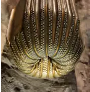 Close-up image of a golden palm-leaf motif with intricate beaded details on a stone background. The design features a series of fan-like ribs adorned with small, evenly spaced beads, converging at a central point.