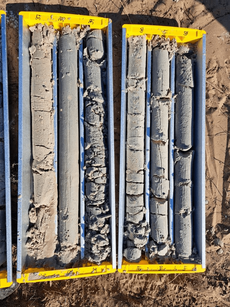 Core samples from a geological survey displayed in two yellow-framed trays. The cylindrical samples show varying consistencies and are laid out neatly in segmented sections. The surrounding area appears to be sandy soil.